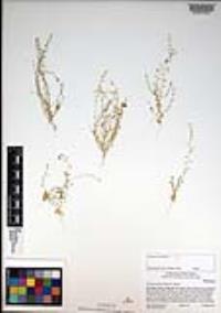 Athysanus pusillus image