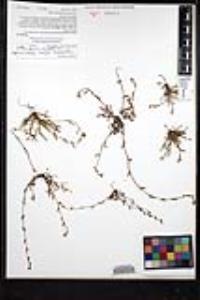 Plagiobothrys collinus var. gracilis image