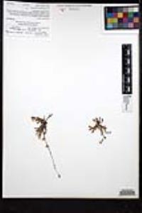 Plagiobothrys collinus image