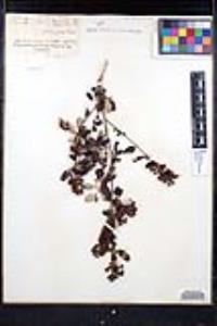 Ceanothus tomentosus image
