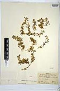 Nemophila menziesii var. integrifolia image