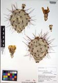 Opuntia phaeacantha image