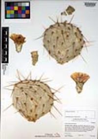 Opuntia phaeacantha image