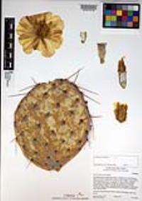 Opuntia phaeacantha image