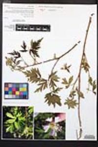 Rubus laciniatus image