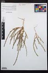 Epilobium torreyi image