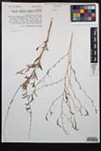 Epilobium brachycarpum image