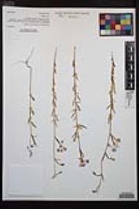 Clarkia delicata image