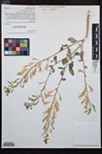 Chylismia claviformis image