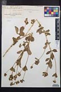 Drymocallis glandulosa image