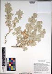 Atriplex hymenelytra image