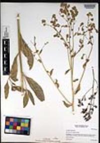 Lepidium latifolium image