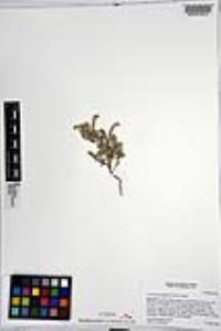 Johnstonella angustifolia image