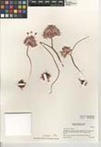 Allium parryi image