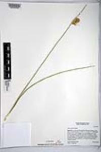 Juncus cooperi image