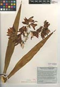 Yucca gloriosa image