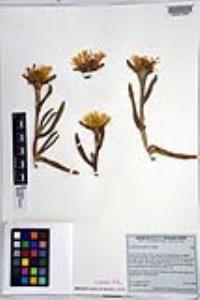 Carpobrotus edulis image