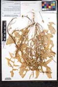 Sisymbrium orientale image