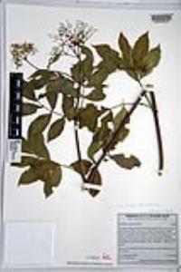 Sambucus cerulea image