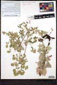 Origanum vulgare image