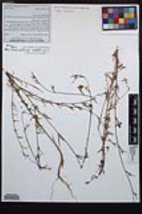 Clarkia purpurea image