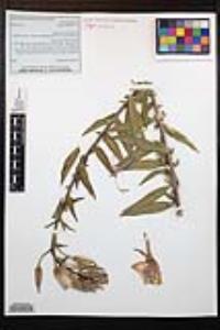 Oenothera elata image