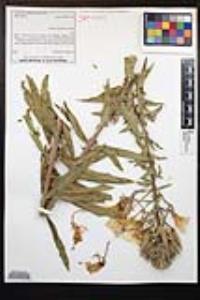 Oenothera elata image