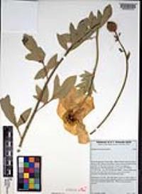 Romneya trichocalyx image
