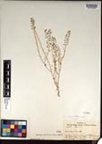 Lepidium virginicum var. robinsonii image