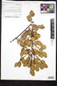 Rhamnus ilicifolia image