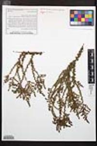Adenostoma fasciculatum image