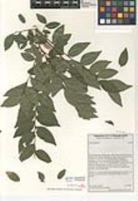 Ulmus pumila image