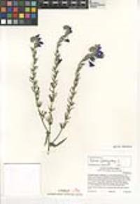 Echium plantagineum image