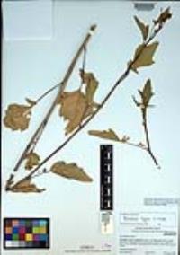 Brassica nigra image