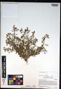 Lepidium didymum image