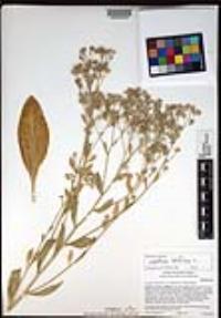 Lepidium latifolium image