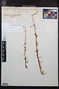 Camissoniopsis intermedia image
