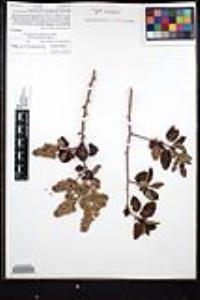 Ceanothus leucodermis image