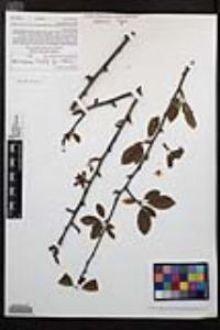 Prunus dulcis image