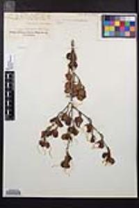 Cercocarpus minutiflorus image