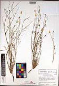 Eschscholzia parishii image