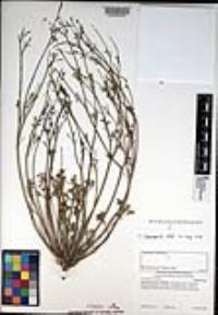 Eschscholzia minutiflora image