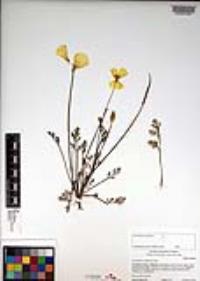 Eschscholzia californica image