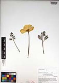 Eschscholzia californica image