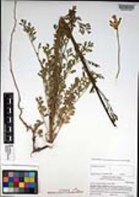 Ehrendorferia chrysantha image