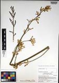 Ehrendorferia chrysantha image