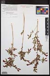 Epilobium canum subsp. latifolium image