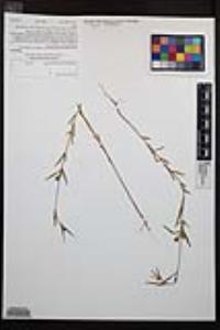 Clarkia purpurea image