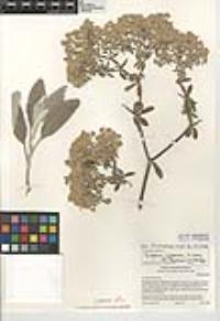 Eriogonum giganteum image