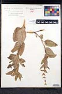 Lepechinia calycina image